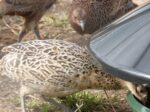 BEC King Feeder 25kg with Rain Cover – Poultry & Game Birds - Image 2